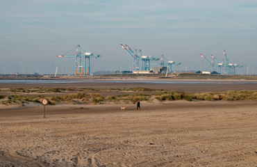 Zeebrugge, Belgium - 31 October 2019: Woman walking her dog in on the beach of Zeebrugge, with mighty port cranes in the background