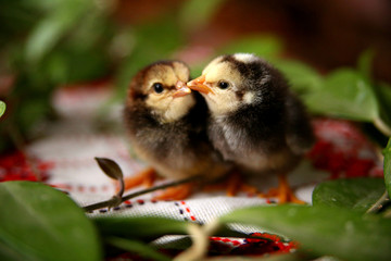 gray chickens with yellow beaks in the middle of green leaves