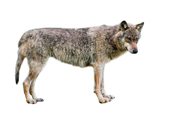 European gray wolf / wild grey wolf (Canis lupus) against white background