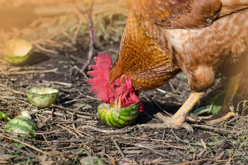 Brown cock eats outdoor. Cock eats watermelon