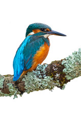 Common kingfisher / Eurasian kingfisher (Alcedo atthis) female perched on branch against white background