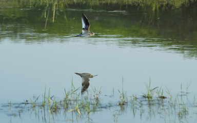 great blue heron in the lake