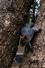  Squirrel between two trees