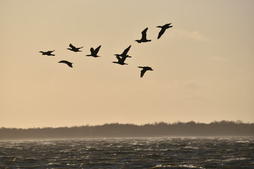 Fototapeta na wymiar cormorant key