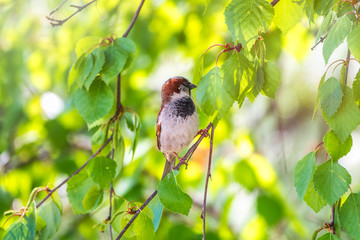 Sparrow sitting on a green birch branch in the sunset light