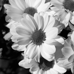 Various сhrysanthemums flowers on black background. Сopy space. Bouquet of colorful flowers. Blooming beautiful flowers. Flat lay. Black and white photo