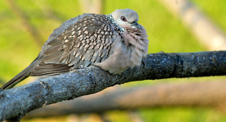 bird of prey