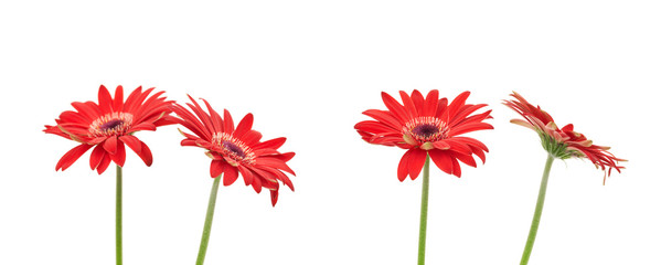 Gerbera daisy isolated on white background.