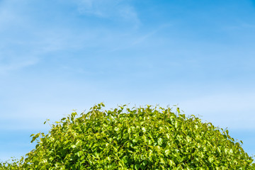 Fototapeta na wymiar Tree branches with fresh green leaves on blue sky background.