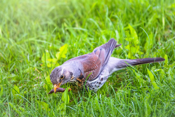 Fieldfare, Turdus pilaris, collects worms on a green lawn.