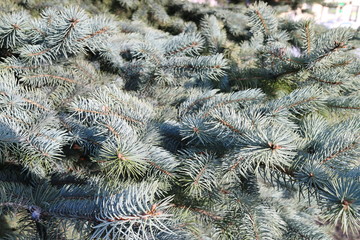 Blue spruce with needles close-up