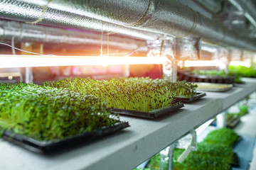 hydroponic farm with green mustard and growing vegetables