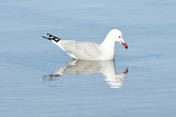 Seagull mirror. 