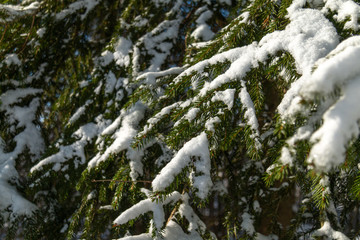 Snow covered spruce branches on a sunny winter day
