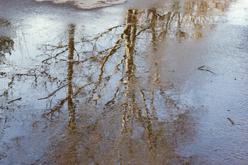 Trees reflection in the puddle on the asphalt road.