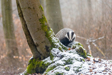 European Badger in the snow forest, animal in nature habitat. The Badger is looking at the camera. © frank11