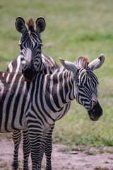 portrait of two zebra with necks crossed in the Masai Mara