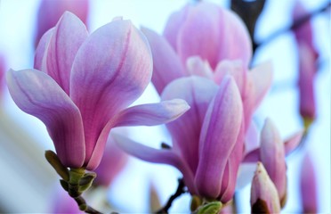 Fototapeta na wymiar Beautiful pastel magnolia flower in the garden