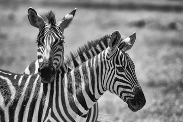 Fototapeta na wymiar monochrome portrait of two zebras with necks crossed