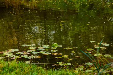 Leaves of water lilies on the water. Reflection of foliage