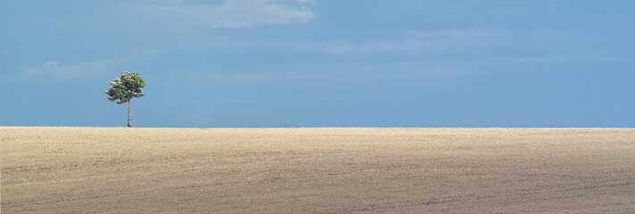 single tree in wide argicultural space and blue sky