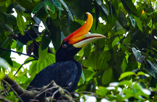 Rhinoceros Hornbill Bird