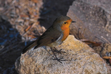 closeup of a little robin sitting on a stone