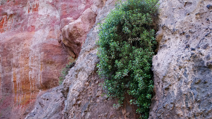 green plant growing on a red rock