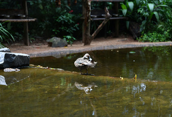 gray ducks in natural conditions in a natural national park