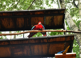 red and blue big parrots in natural conditions in a natural national park