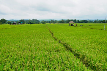 The large rice fields in Thailand