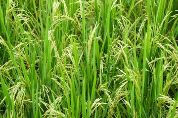 Close-up to paddy rice field background.