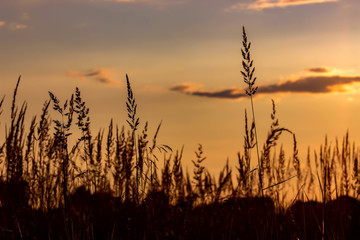 Grass on the sunset in the evening. Summer landscape.