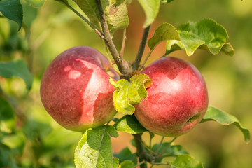 Ripe red apples hang on a branch of apple tree in the garden.