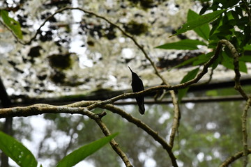 mother-of-pearl caliber on a branch after collecting nectar in natural conditions in a natural national park