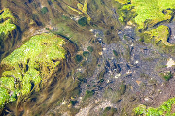 fish in transparent shallow water