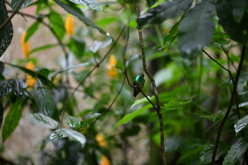 mother-of-pearl caliber on a branch after collecting nectar in natural conditions in a natural...