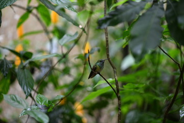 mother-of-pearl caliber on a branch after collecting nectar in natural conditions in a natural...