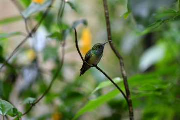 mother-of-pearl caliber on a branch after collecting nectar in natural conditions in a natural national park