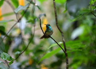 mother-of-pearl caliber on a branch after collecting nectar in natural conditions in a natural...