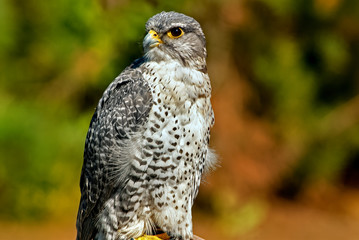 Gryfalcon portrait