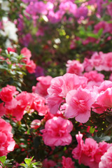 Blooming pink rhododendron flowers in the garden in springtime.