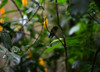 mother-of-pearl caliber on a branch after collecting nectar in natural conditions in a natural national park