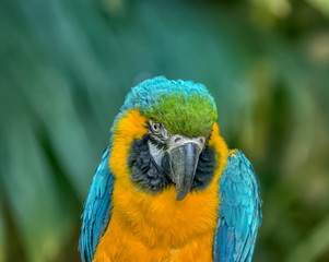 Blue and yellow macaw