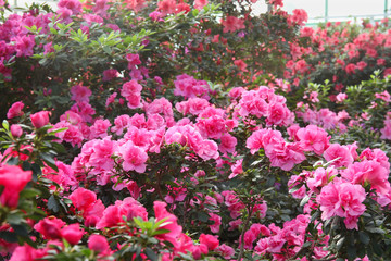 Blooming pink rhododendron flowers in the garden in springtime.