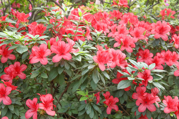 Blooming pink rhododendron flowers in the garden in springtime.