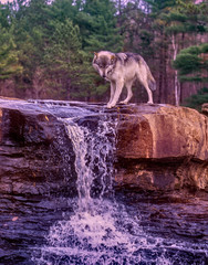 Wolf at waterfall