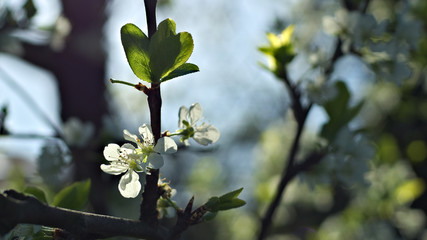 flowering trees