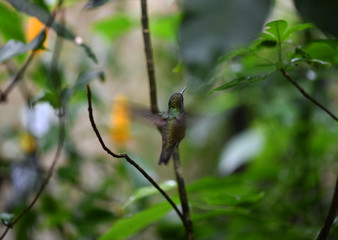 mother-of-pearl caliber on a branch after collecting nectar in natural conditions in a natural national park