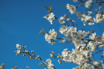 Blooming flowers on a blossoming apple tree in spring